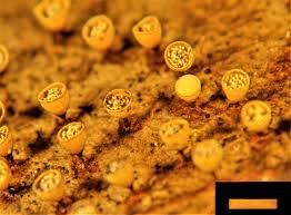 Attēlu rezultāti vaicājumam “Craterium minutum macro”