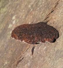 Attēlu rezultāti vaicājumam “Postia undosa”