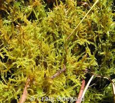 Attēlu rezultāti vaicājumam “Drepanocladus aduncus”