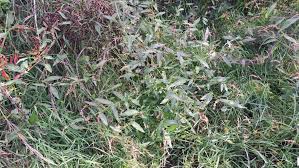 Attēlu rezultāti vaicājumam “Persicaria hydropiper leaf”