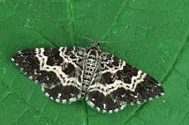 Attēlu rezultāti vaicājumam “Epirrhoe tristata imago”