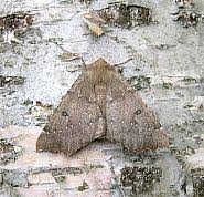 Attēlu rezultāti vaicājumam “Odontopera bidentata”