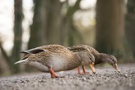 Attēlu rezultāti vaicājumam “Anas platyrhynchos female”