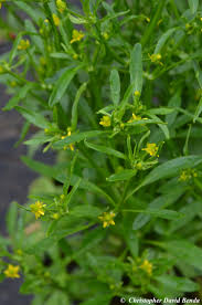 Attēlu rezultāti vaicājumam “Ranunculus sceleratus”