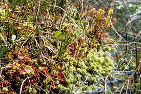 Attēlu rezultāti vaicājumam “Drosera x obovata leaf”