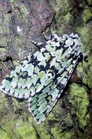 Attēlu rezultāti vaicājumam “Griposia aprilina”