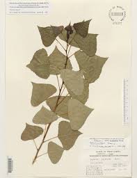 Attēlu rezultāti vaicājumam “Populus nigra”