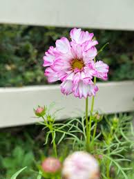Image result for Cosmos bipinnatus `Double Click`