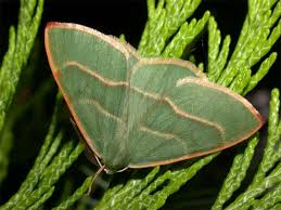 Attēlu rezultāti vaicājumam “Hylaea fasciaria”