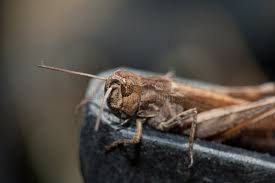 Attēlu rezultāti vaicājumam “Chortippus sp.”