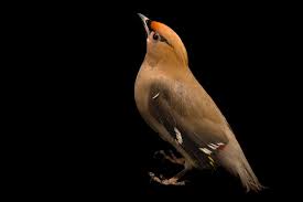 Attēlu rezultāti vaicājumam “Bombycilla garrulus”