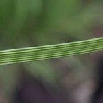 Attēlu rezultāti vaicājumam “Poa palustris leaf”