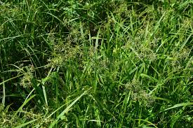Attēlu rezultāti vaicājumam “Scirpus sylvaticus leaf”