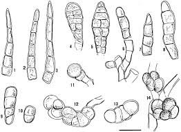 Attēlu rezultāti vaicājumam “Gymnostomum calcareum”