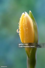 Attēlu rezultāti vaicājumam “Narcissus bud”