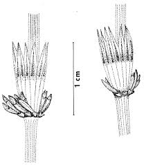 Attēlu rezultāti vaicājumam “Equisetum pratense”