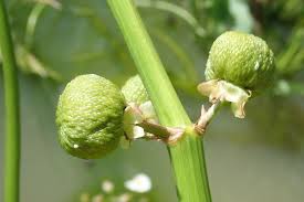 Attēlu rezultāti vaicājumam “Sagittaria sagittifolia fruit”