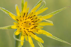 Attēlu rezultāti vaicājumam “Didymium xanthopus stalked”