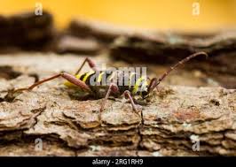 Attēlu rezultāti vaicājumam “Plagionotus detritus imago”