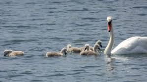 Image result for Sussex Swans
