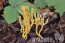 Attēlu rezultāti vaicājumam “Ramariopsis crocea”