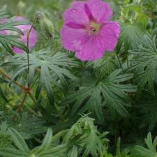 Attēlu rezultāti vaicājumam “Geranium sanguineum leaf”