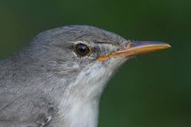 Image result for Hippolais olivetorum