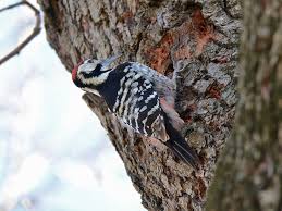 Attēlu rezultāti vaicājumam “Dendrocopos leucotos female”