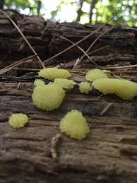 Attēlu rezultāti vaicājumam “Stemonitis lignicola”