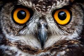 Attēlu rezultāti vaicājumam “Strigiformes”