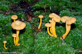 Attēlu rezultāti vaicājumam “Hemitrichia lutescens”