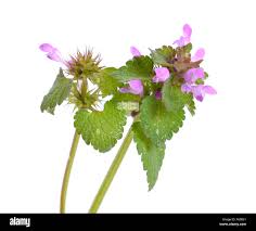 Attēlu rezultāti vaicājumam “Lamium purpureum leaf”