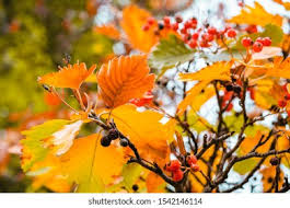 Attēlu rezultāti vaicājumam “Sorbus intermedia fruit”