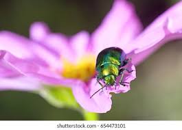 Attēlu rezultāti vaicājumam “Linaeidea aenea”