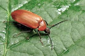 Attēlu rezultāti vaicājumam “Pseudocistela ceramboides”