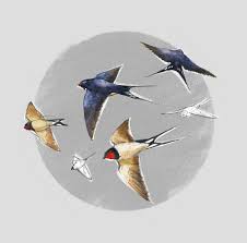 Attēlu rezultāti vaicājumam “Hirundinidae”