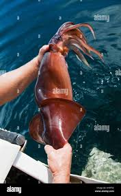 Image result for Dosidicus gigas