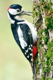 Attēlu rezultāti vaicājumam “Dendrocopos major”