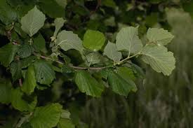 Attēlu rezultāti vaicājumam “Tilia platyphyllos subsp. cordifolia”