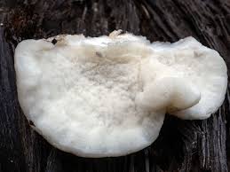 Attēlu rezultāti vaicājumam “Tyromyces chioneus”