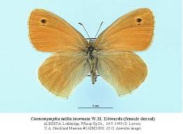 Attēlu rezultāti vaicājumam “Coenonympha tullia”