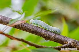 Attēlu rezultāti vaicājumam “Cimbex femoratus larva”