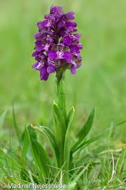Attēlu rezultāti vaicājumam “Orchis morio”