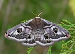 Attēlu rezultāti vaicājumam “Saturnia pavonia female”