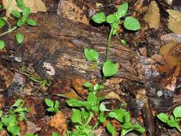 Attēlu rezultāti vaicājumam “Stellaria crassifolia leaf”