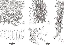 Attēlu rezultāti vaicājumam “Antrodia macra”