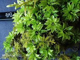 Attēlu rezultāti vaicājumam “Rhodobryum roseum”