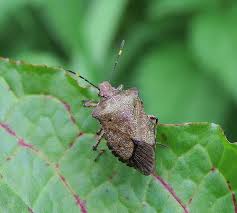 Attēlu rezultāti vaicājumam “Troilus luridus”