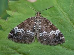 Attēlu rezultāti vaicājumam “Perizoma alchemilla”