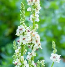 Attēlu rezultāti vaicājumam “Verbascum nigrum flower”